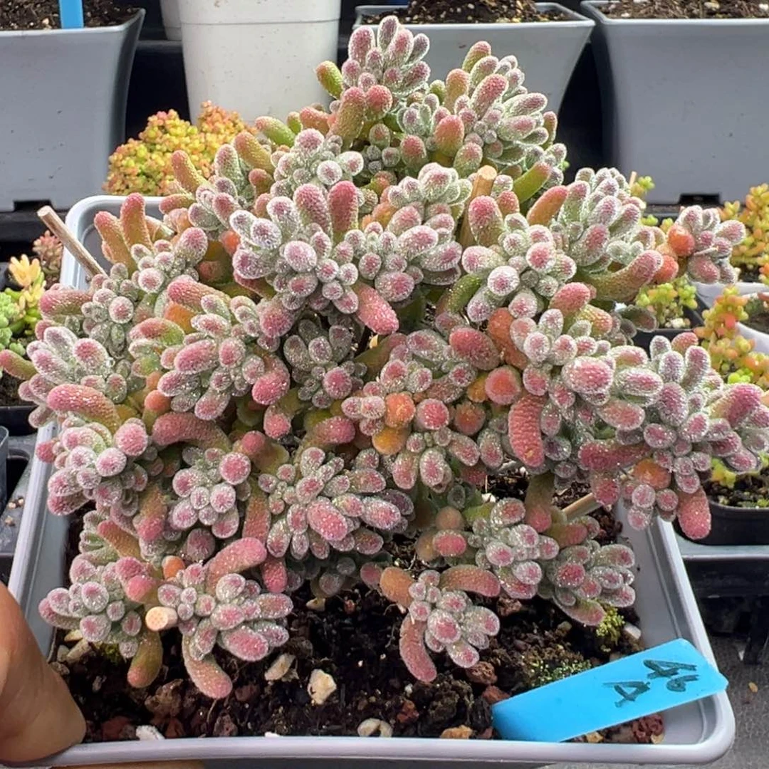 老桩造型根冰晶46号