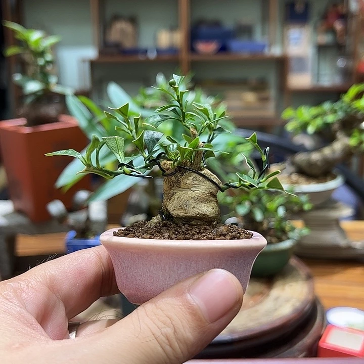 龙桔小矮霸微盆景