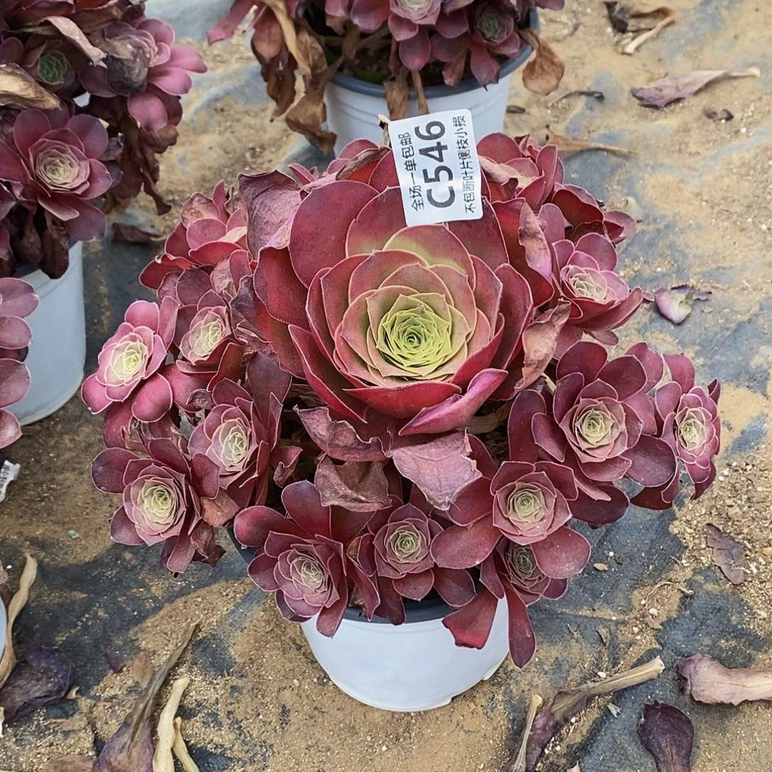 546魅金玫瑰多肉法师锦