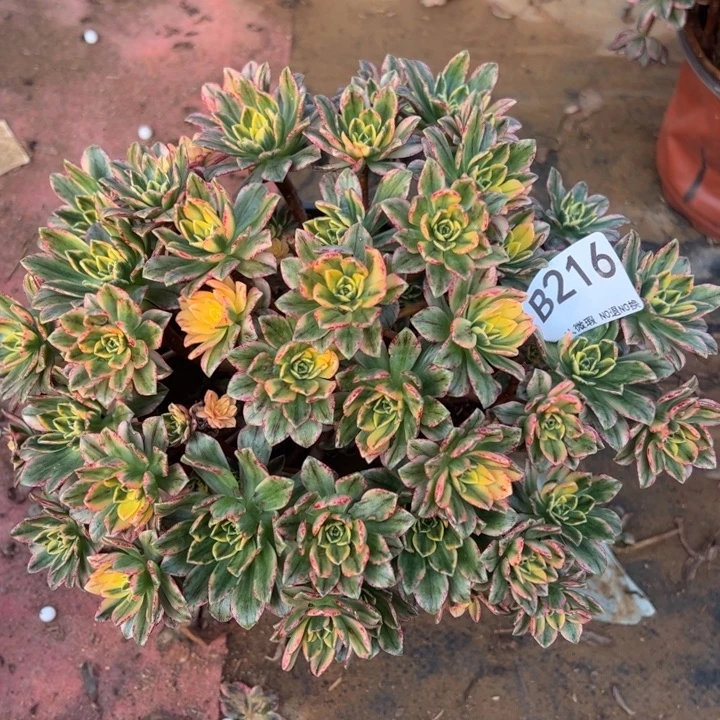 微瑕甜茶多肉植物216.