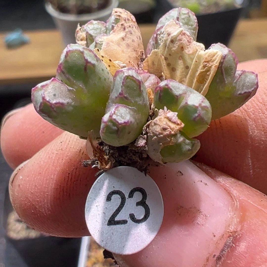 多肉植物11111111111