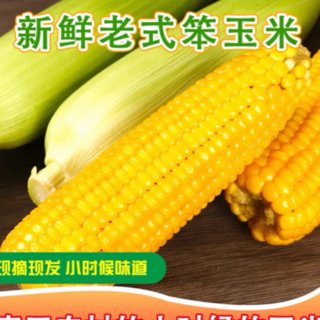 【笨玉米棒子】 老玉米 天然种植 不催熟 自然成熟老味道拍6根发7根北京市