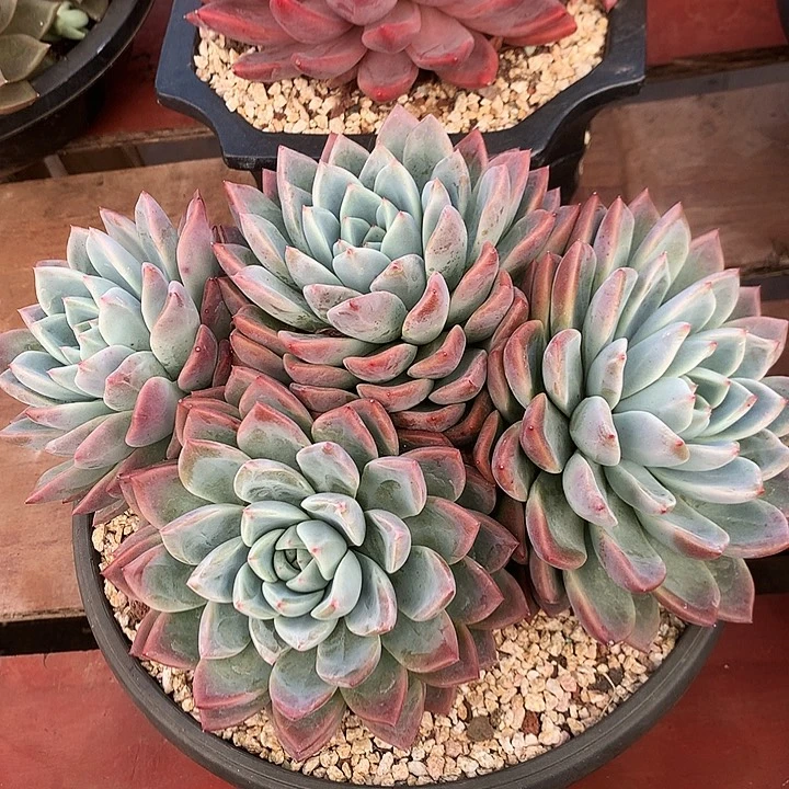 美肉特价活动开始了