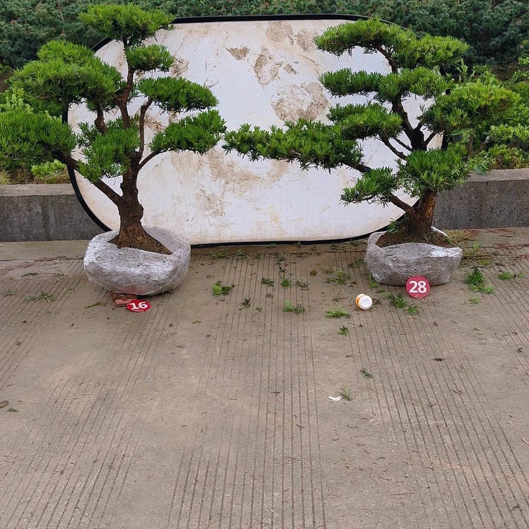 开***果完全开放罗汉松养殖方法
