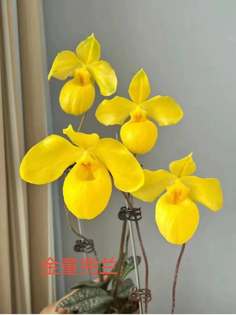 兜兰带花苞鲜花盆栽，稀有品种，高颜值绿植花卉室内装饰高级感