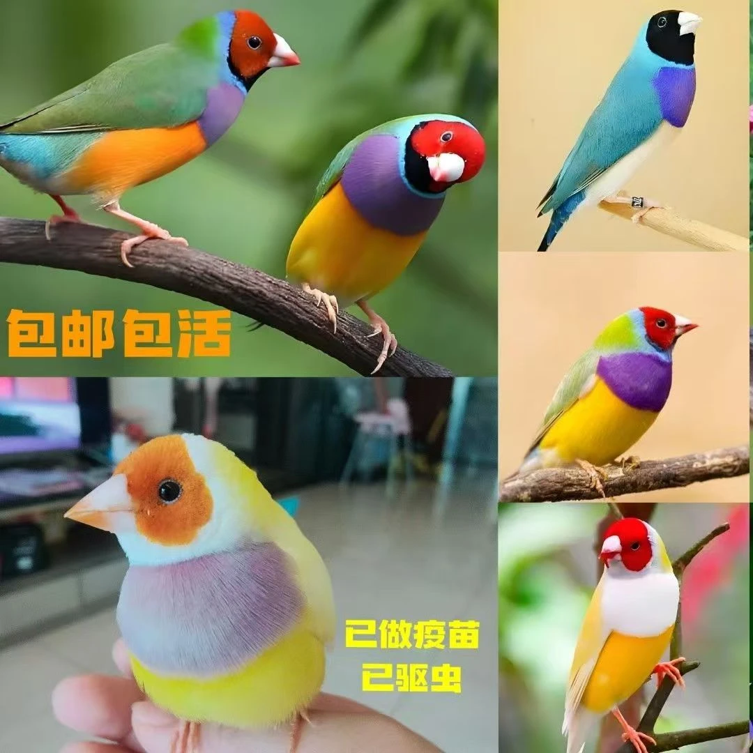 七彩文鸟活体鸟可繁殖观赏宠物鸟叫声好听