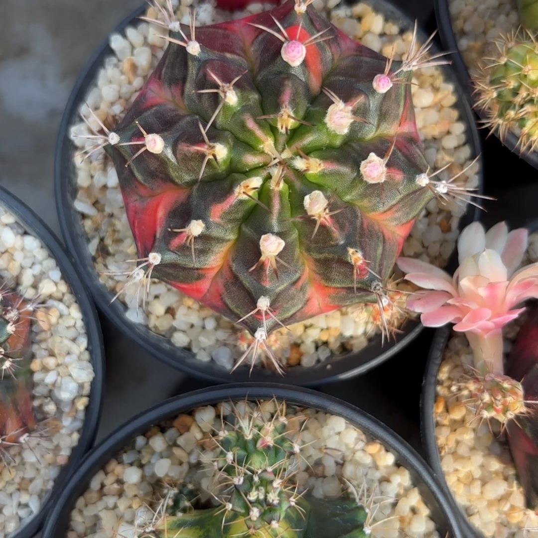 6-1220泰国发货多肉