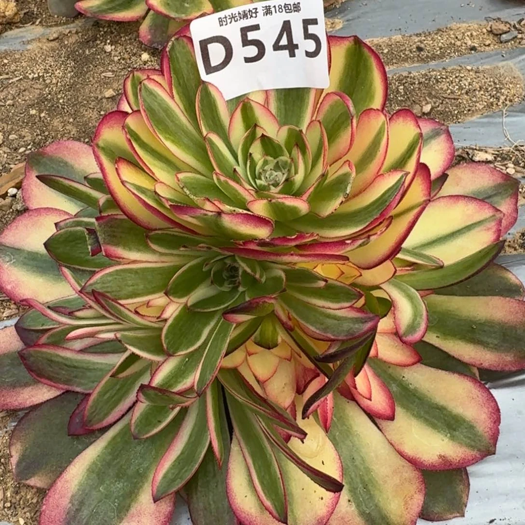 545荔枝多肉植物