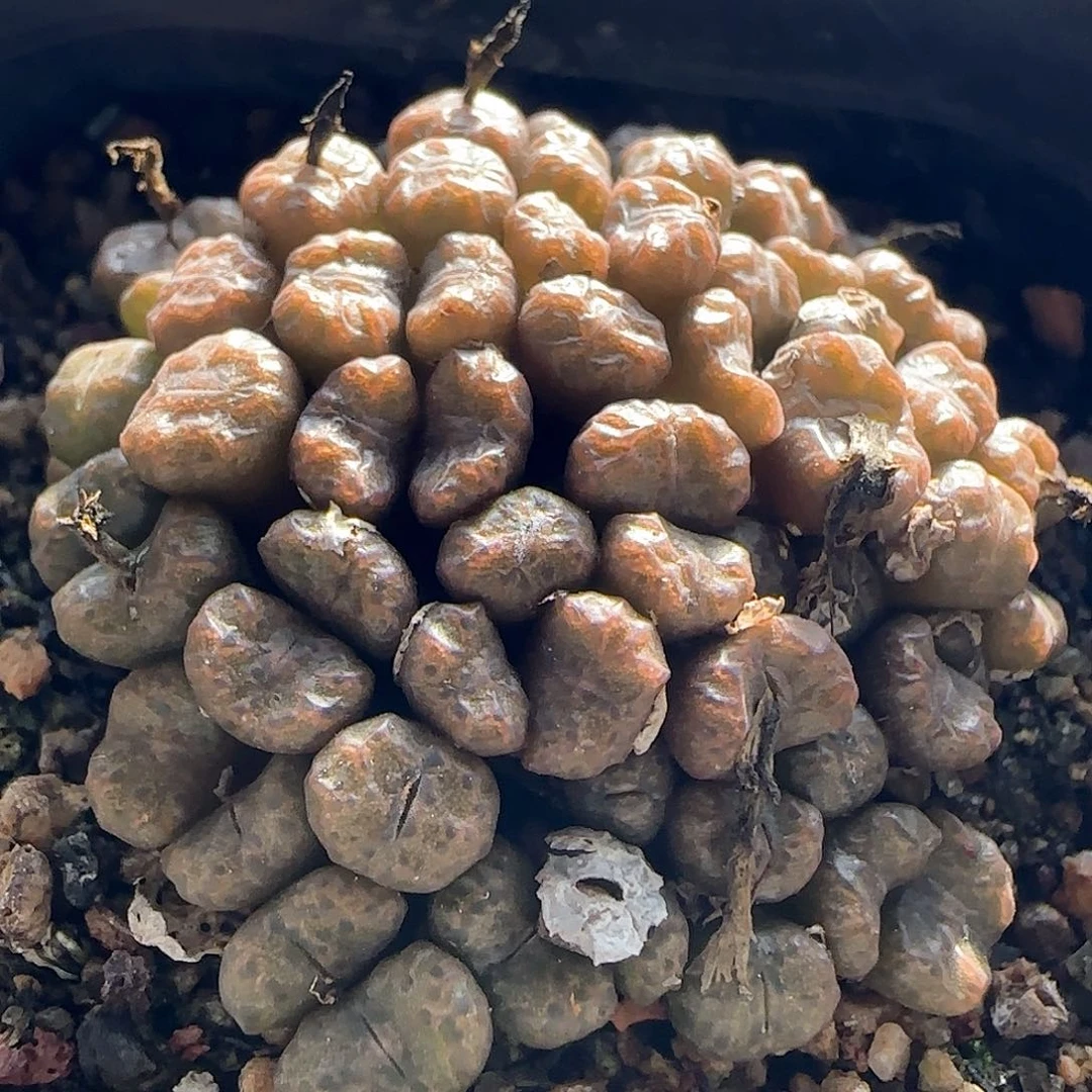 好看的杂交。  57693