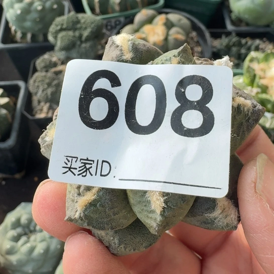 【闪购商品】萌*落地连山608