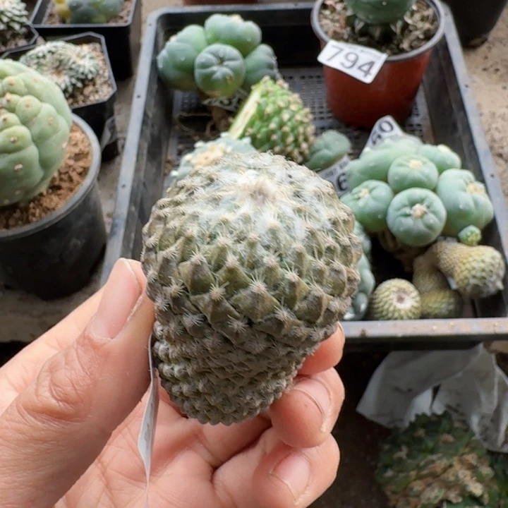 133落地银牡丹仙人球植物