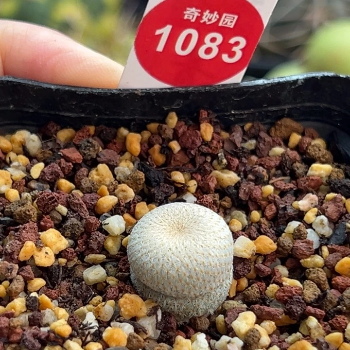 实生小人帽1.5cm一棵仙人球