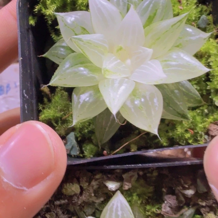 白砂糖锦雨露一颗