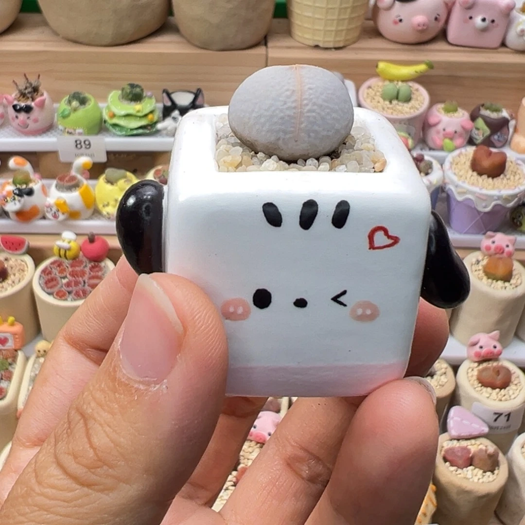 多肉植物143号高尔夫