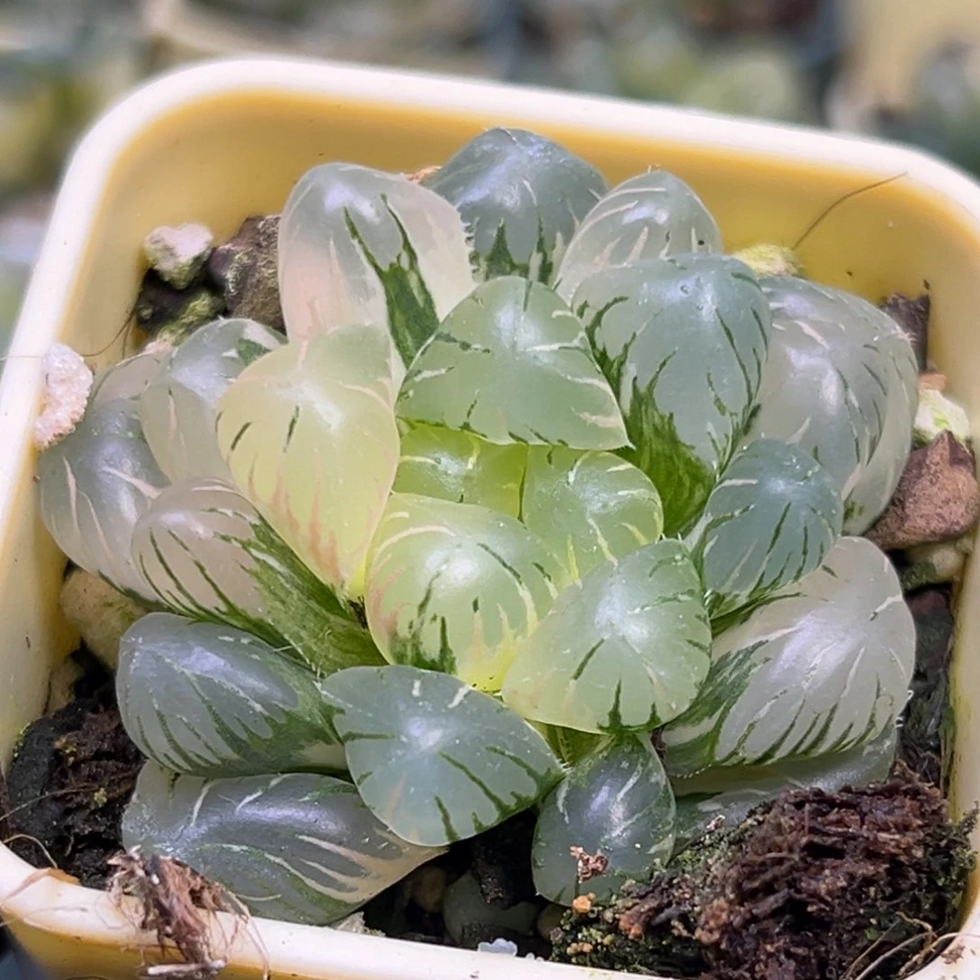 紫*恭喜发财大吉大利1428
