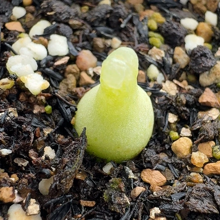 茳**姐老马生石花小葫芦2007