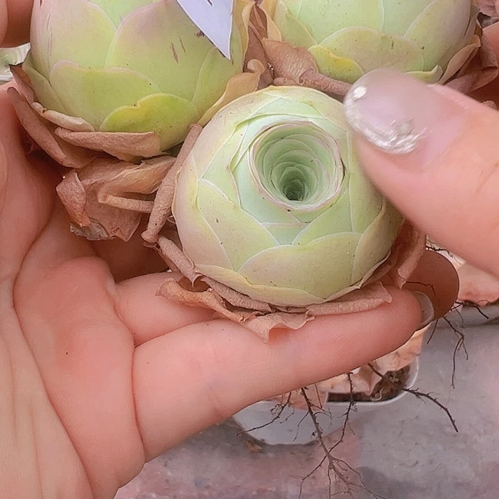 3厘米 10颗嘟嘟嘴杂交