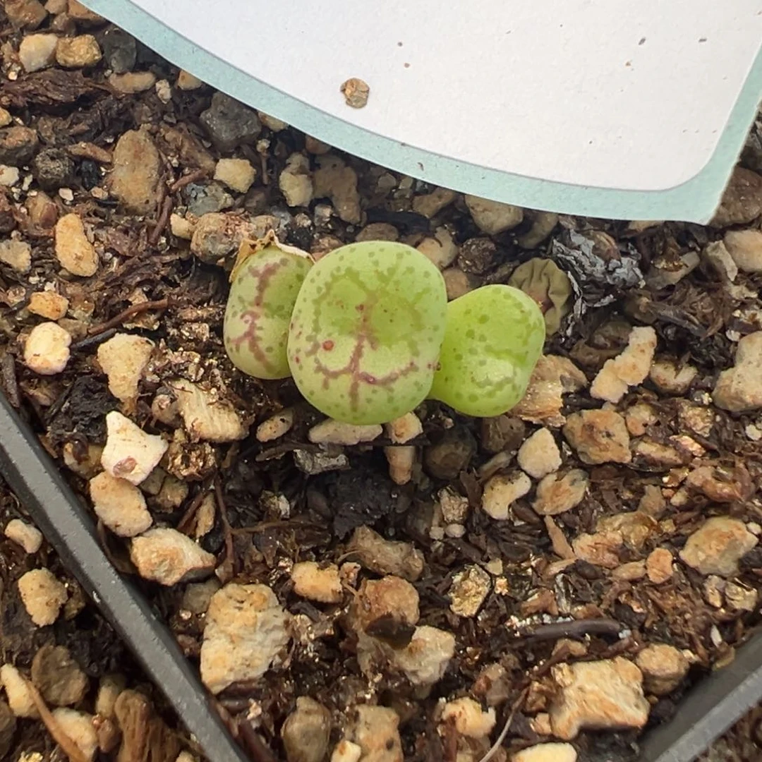 12-202肉锥多肉植物