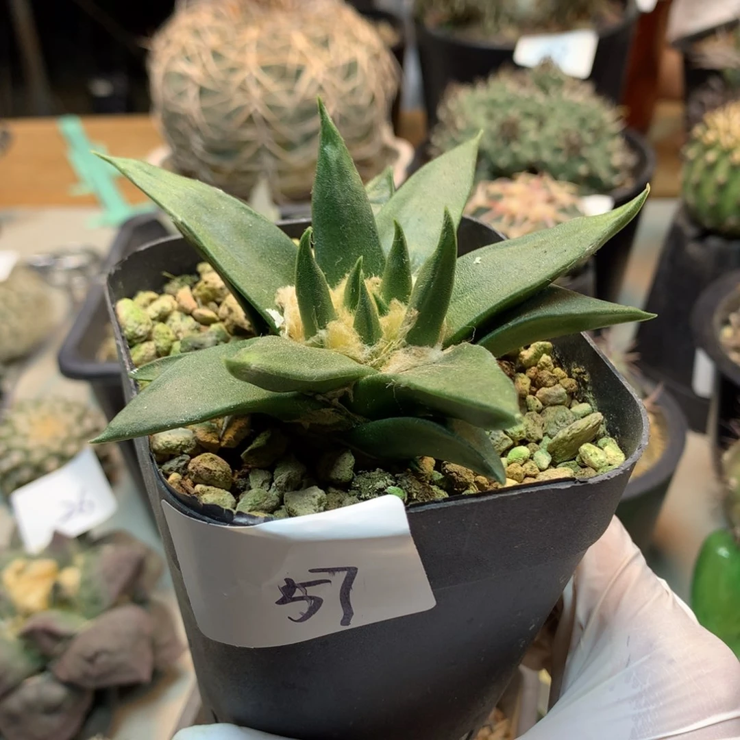 系****?   57号   实生  龙牙岩牡丹