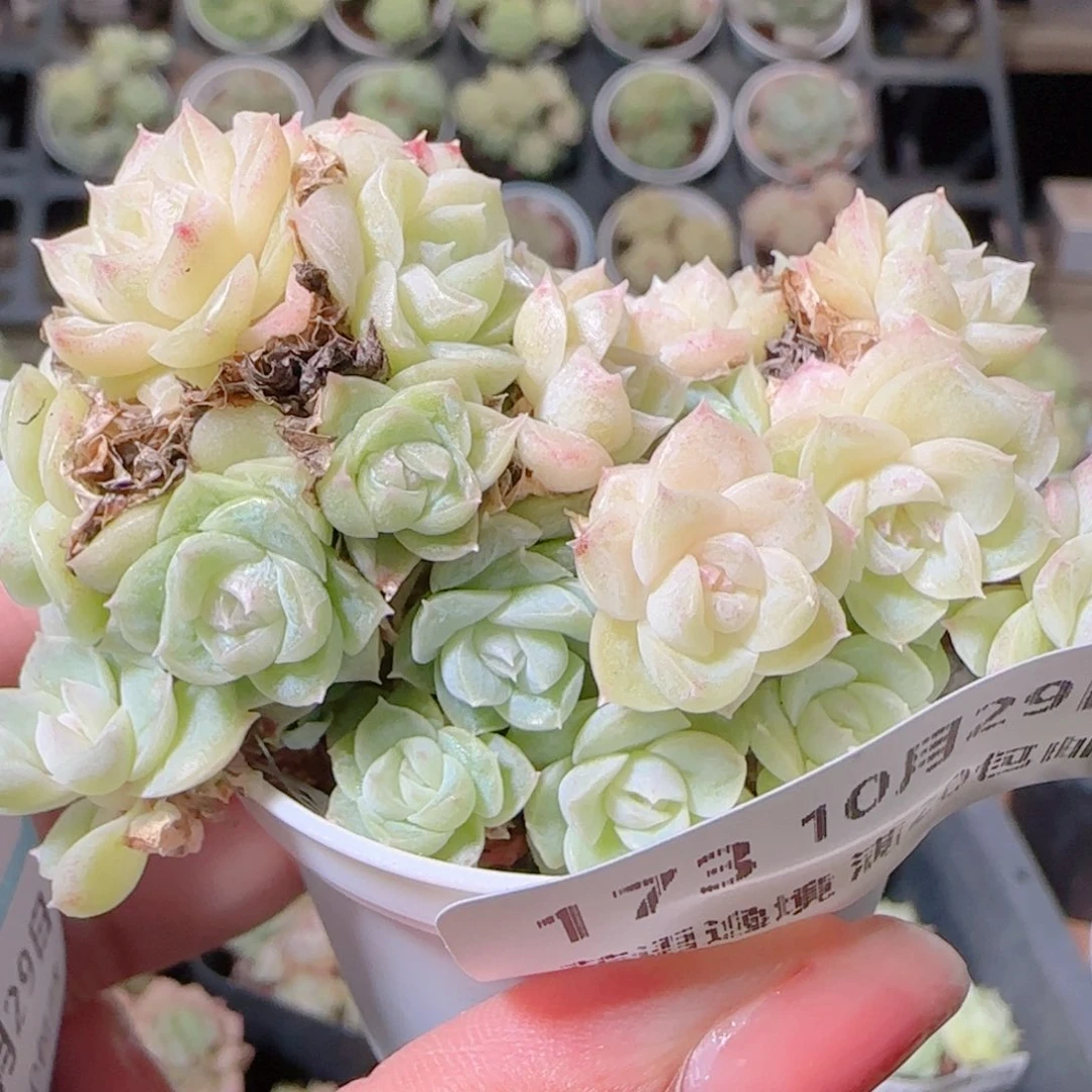 想***想花语逸镜1029-173散