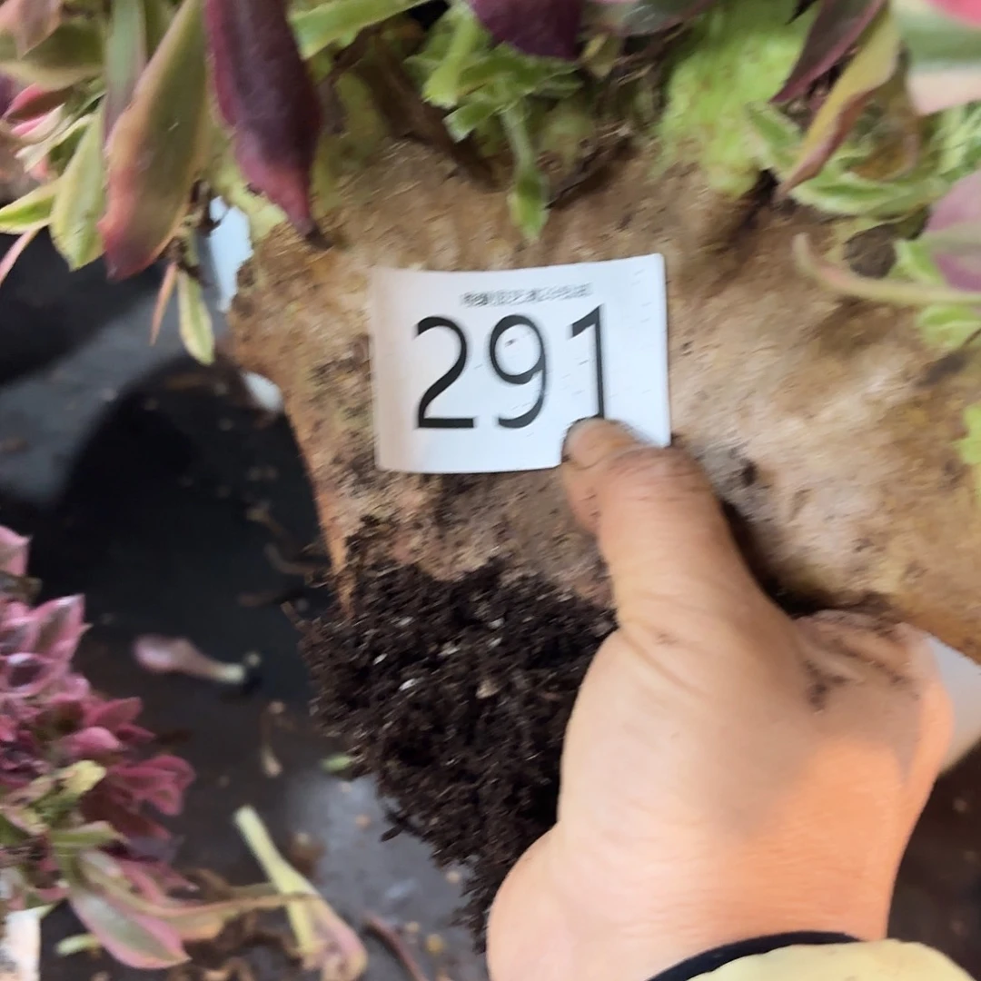 多肉植物福利291