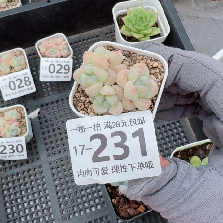 冰玉无盆土发货多肉多