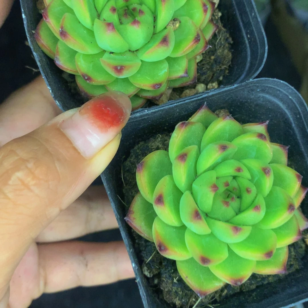 月亮石。（满9.99包邮不满9.99发叶子）