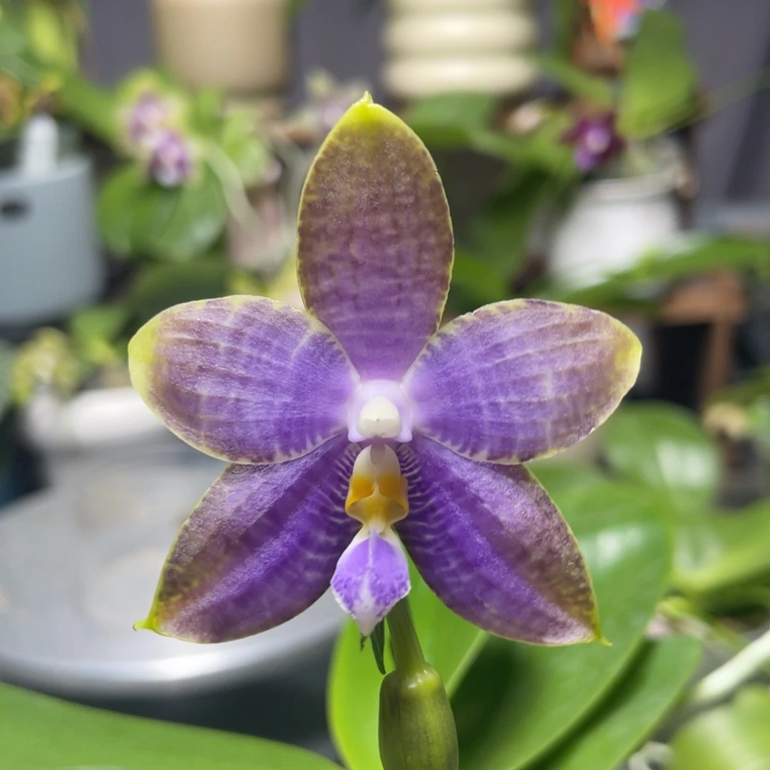 完全开放白虎交蓝豹，2.5杯开花株