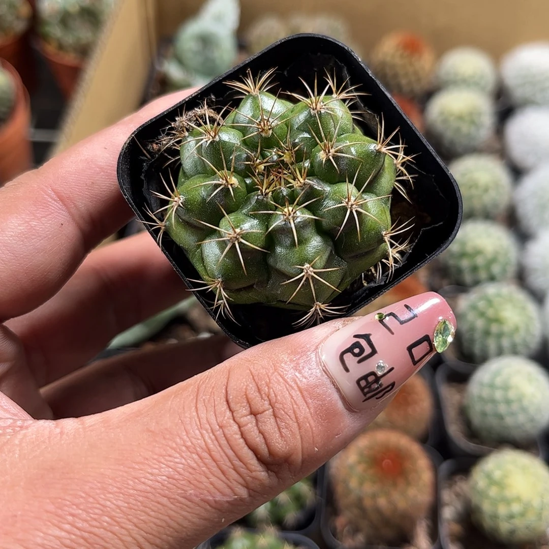 丽蛇牡丹单头发货单头