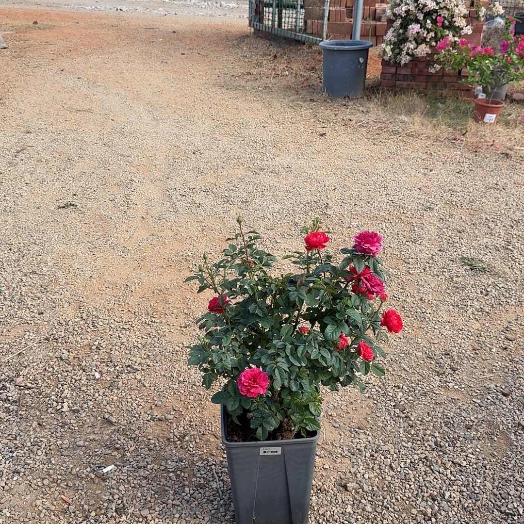 当前无花栽培后可以开花果汁欢腾
