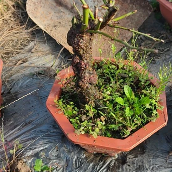 簪***郎完全开放原生龙游梅花盆景