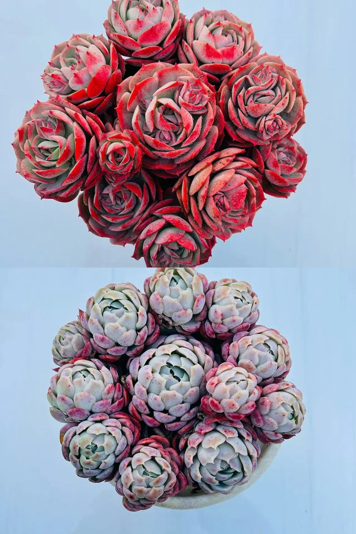 【克罗地亚玫瑰+香妃贝瑞】带盆带土 新手简单好养活