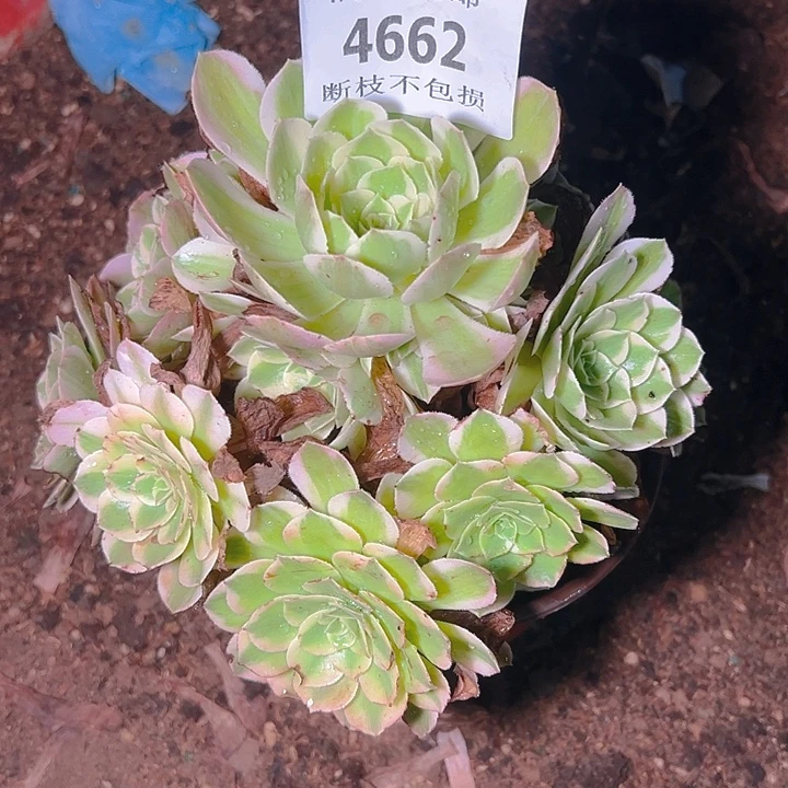 4662海仙多肉植物