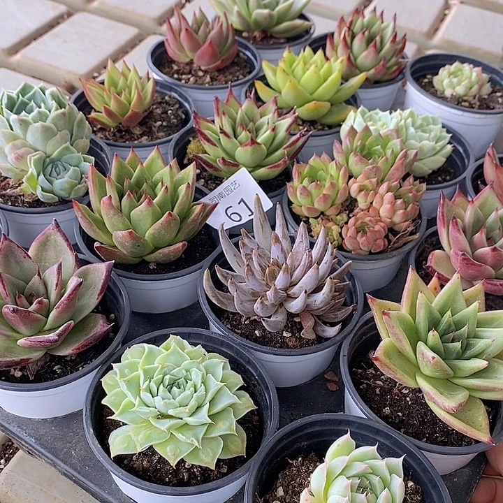 61 多肉植物盆栽花卉
