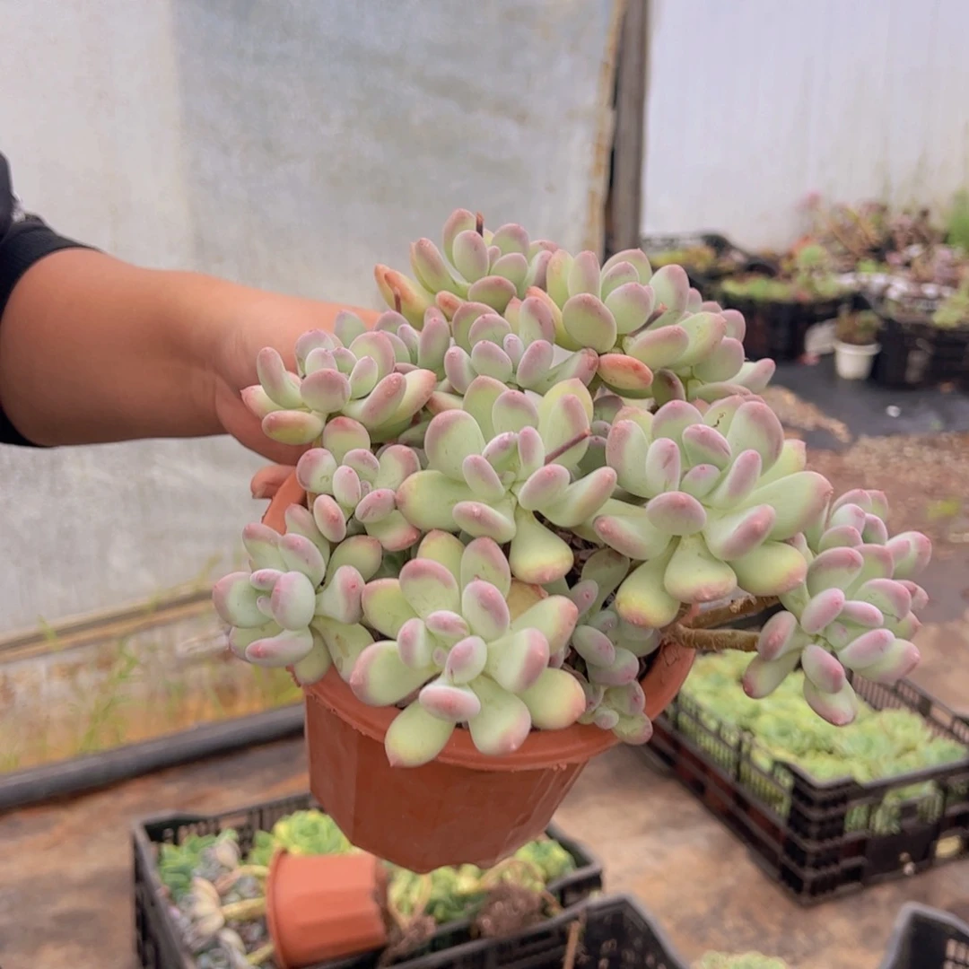 三日月美人十头起发，230杯