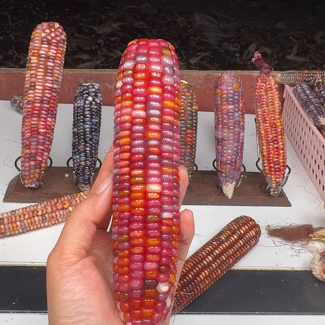 爱***2吊坠柏香籽/百香籽