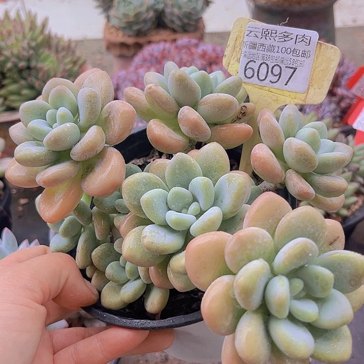 6097香水洛神。