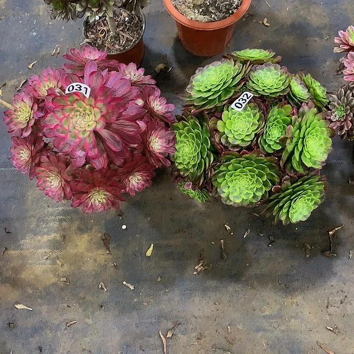 淡*多肉红腹轮31嘉年华32