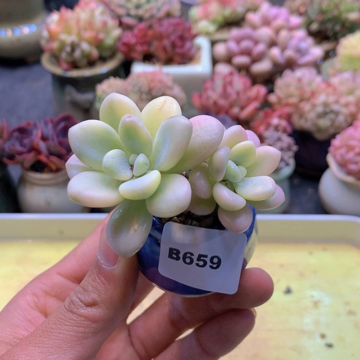 一物一拍满38包邮B659