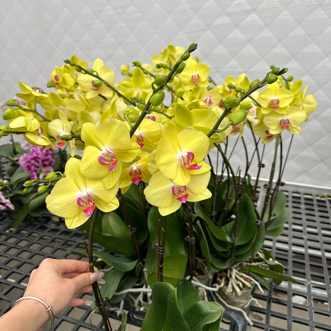 【富乐夕阳】新品 3.5寸 蝴蝶兰基地直发1颗