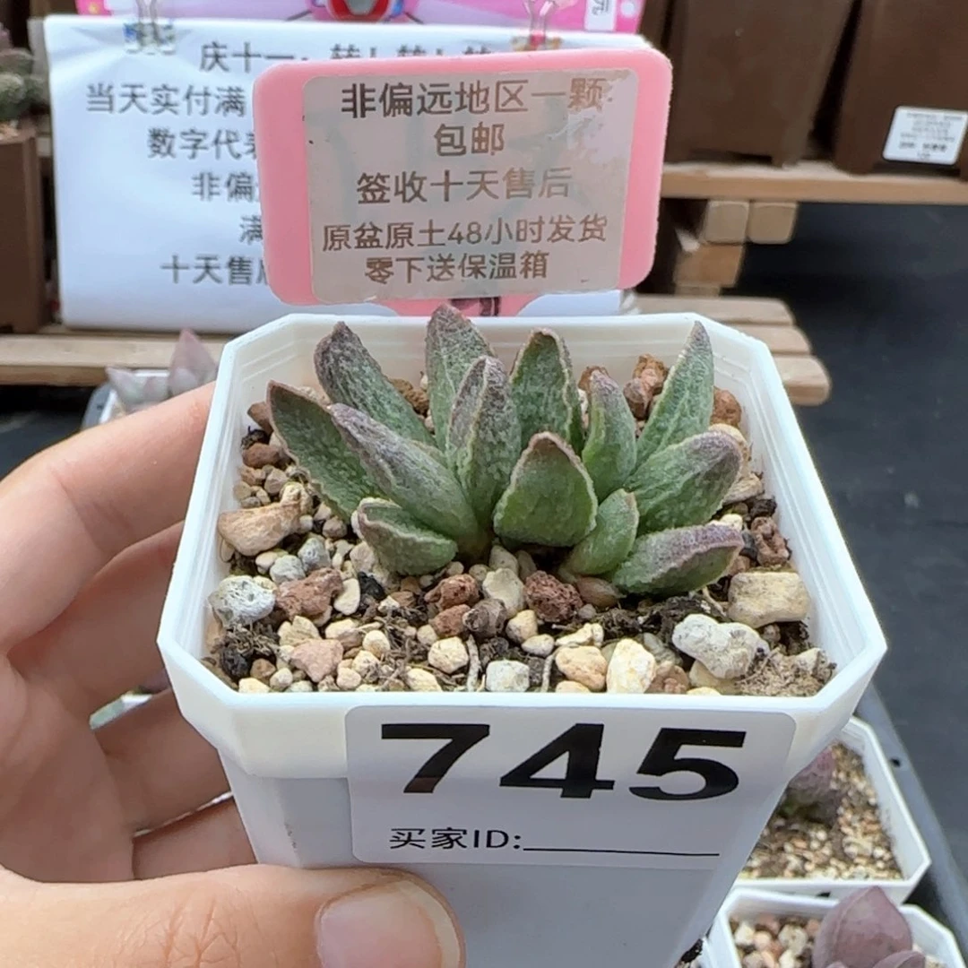 745绿皮多肉植物