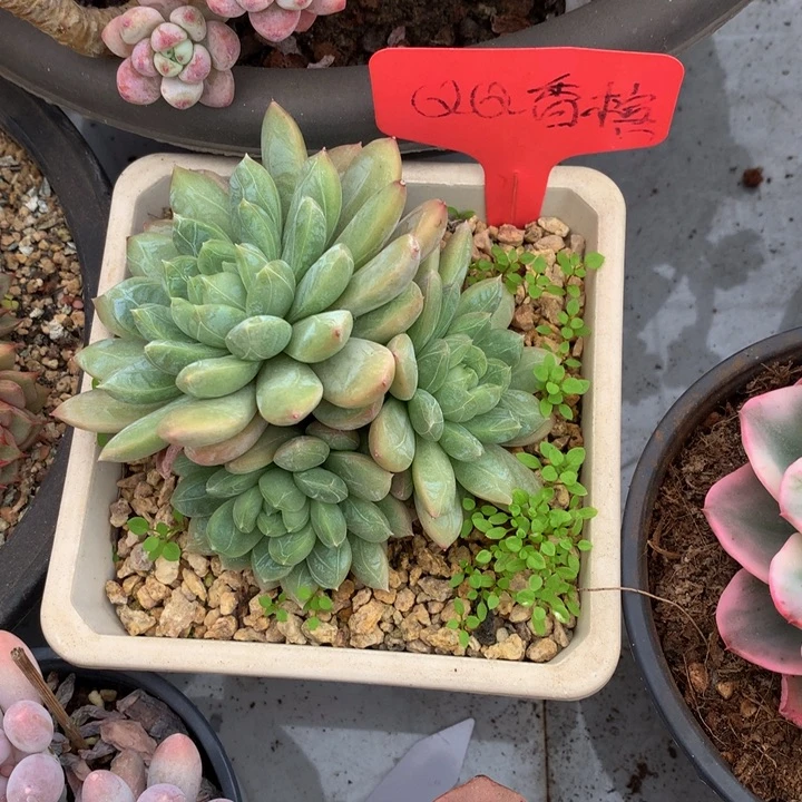 多日子和欧727727272377