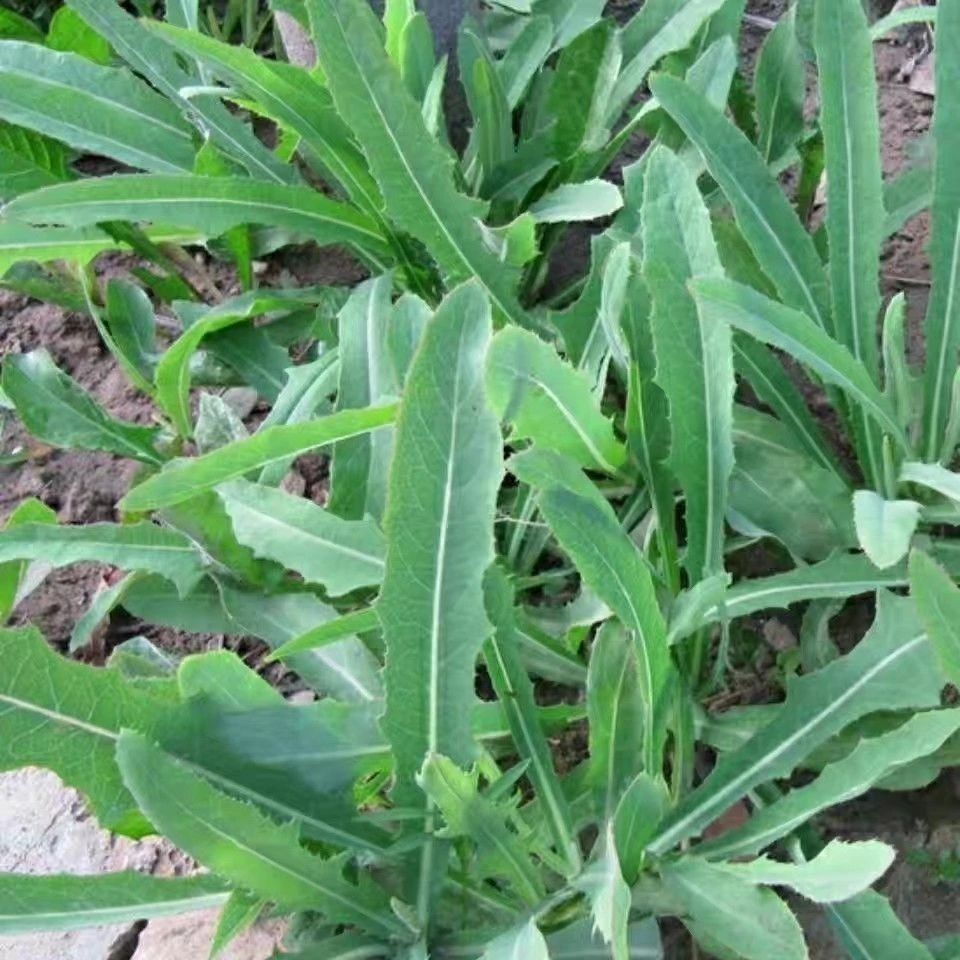 2025新鲜野生苦苣菜