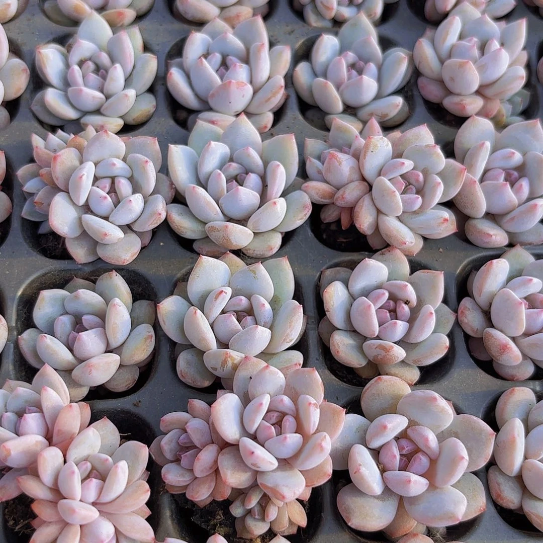 精品小穴苗星星橙多肉植物