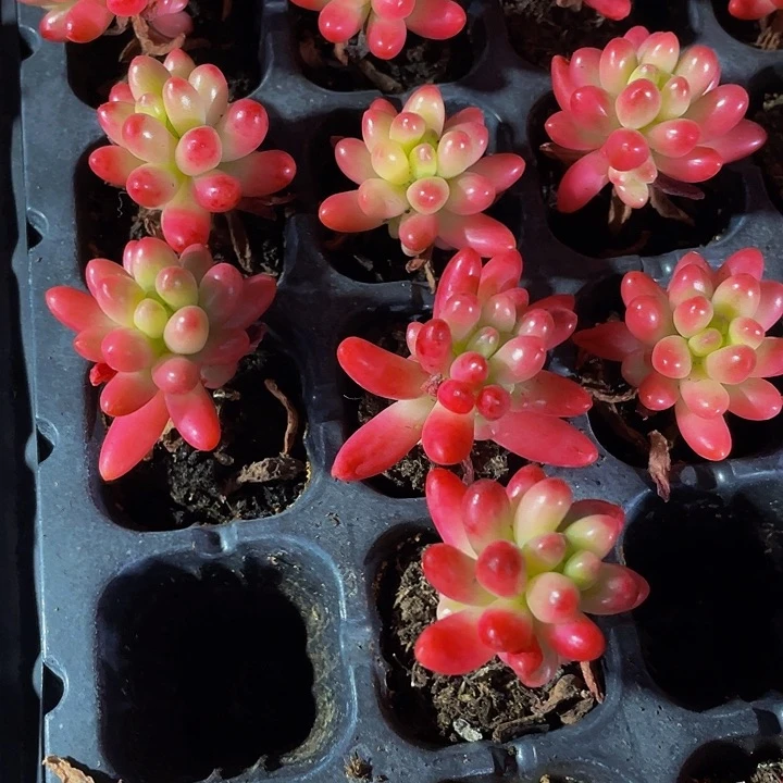 小红之玉锦1元带土发