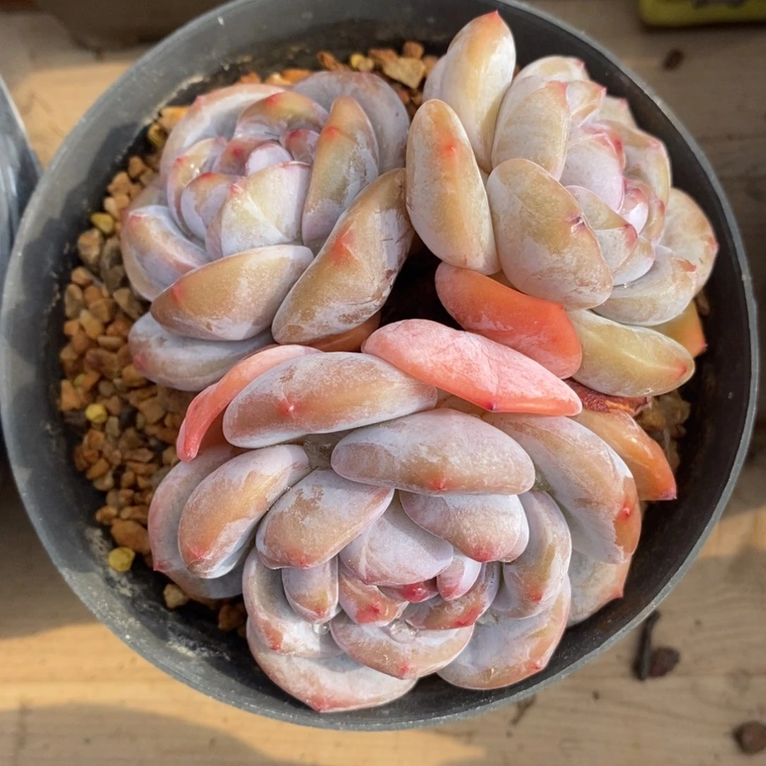 4 三头脸朝上大肥肥