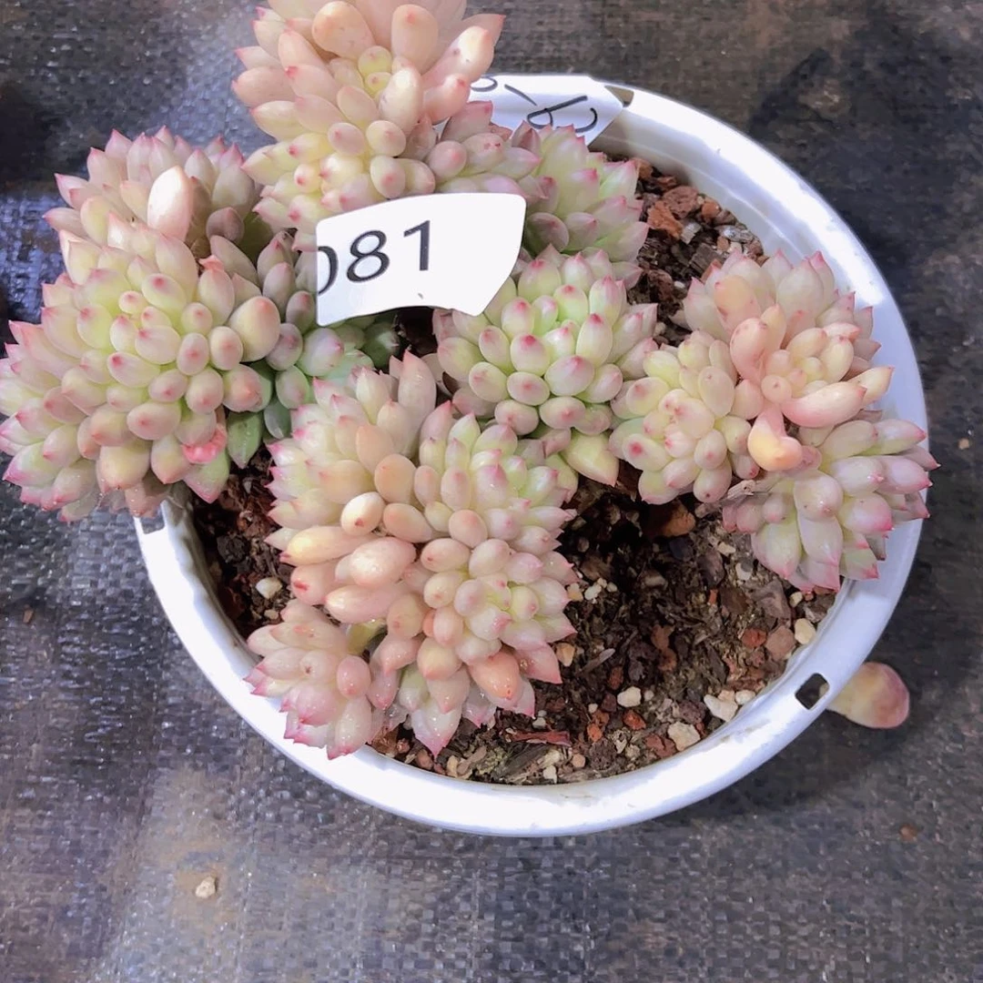 杨*好081腌渍68元元元