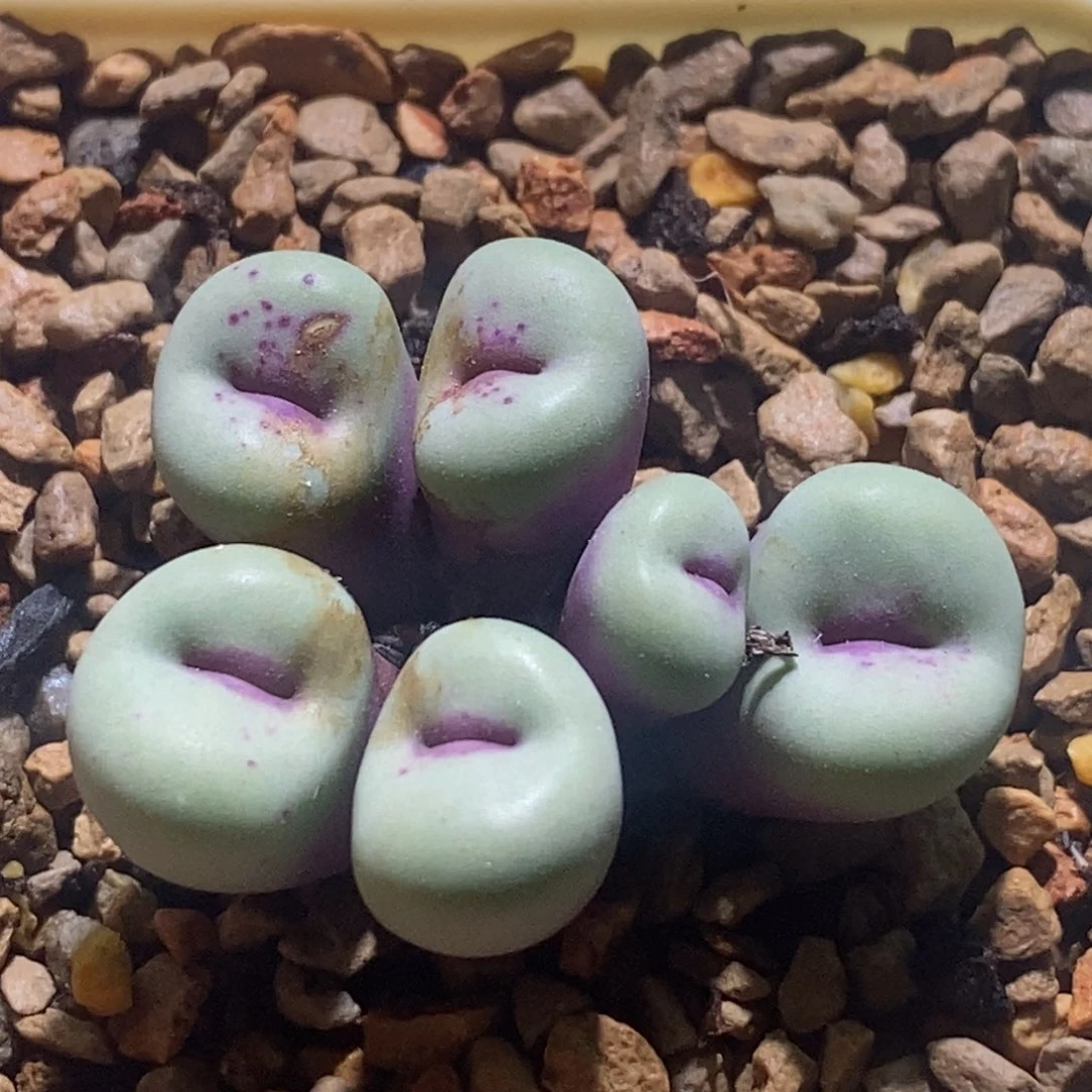 好看好看贝特芬群生