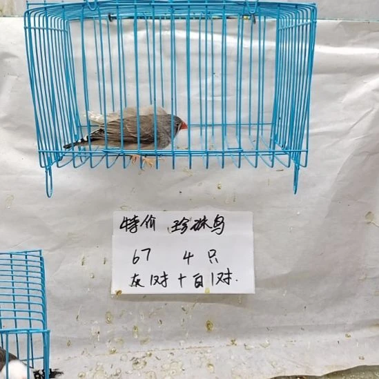 C***业珍珠鸟全品驼公+灰母各一只