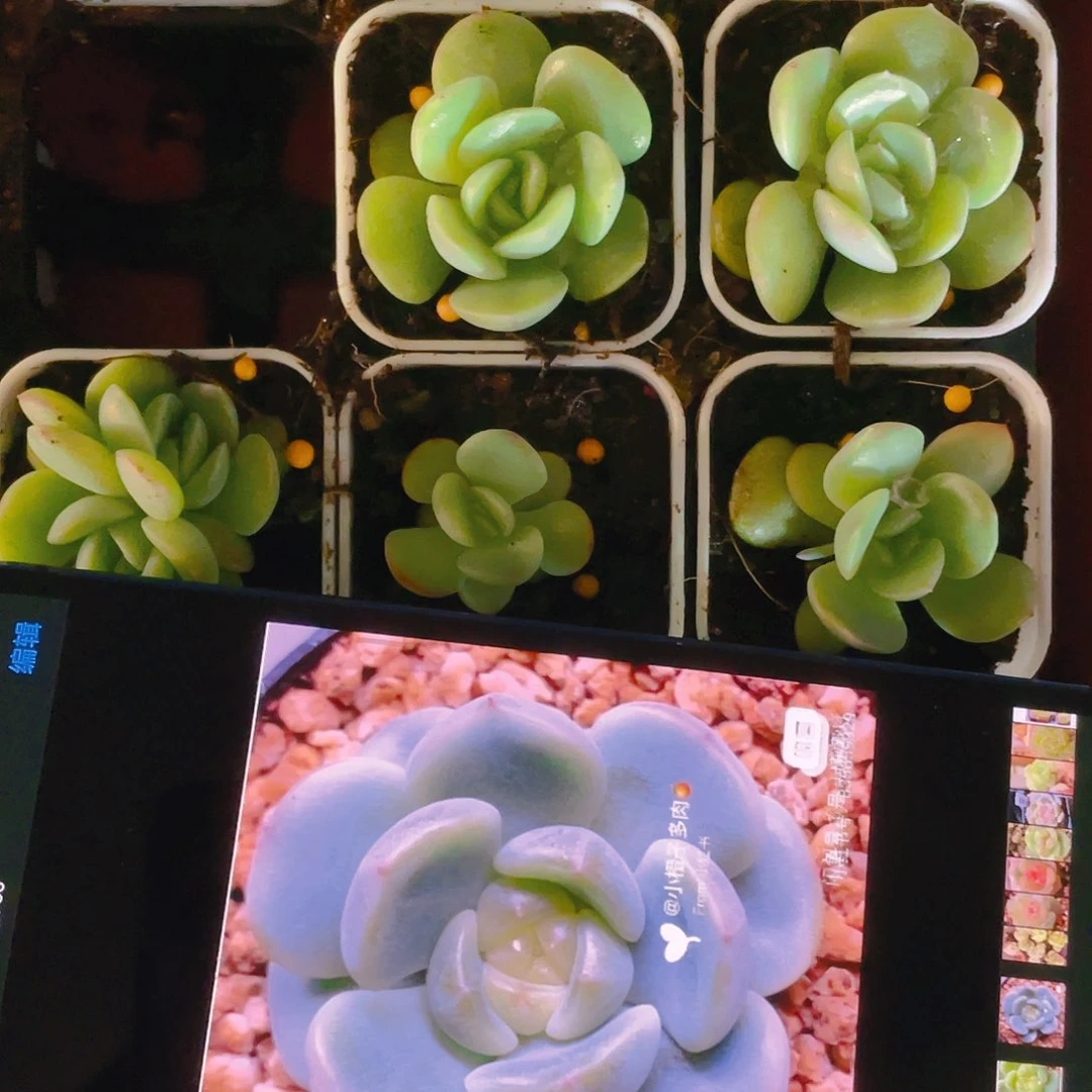 小橙子甜心甜心中盆一个满25包邮